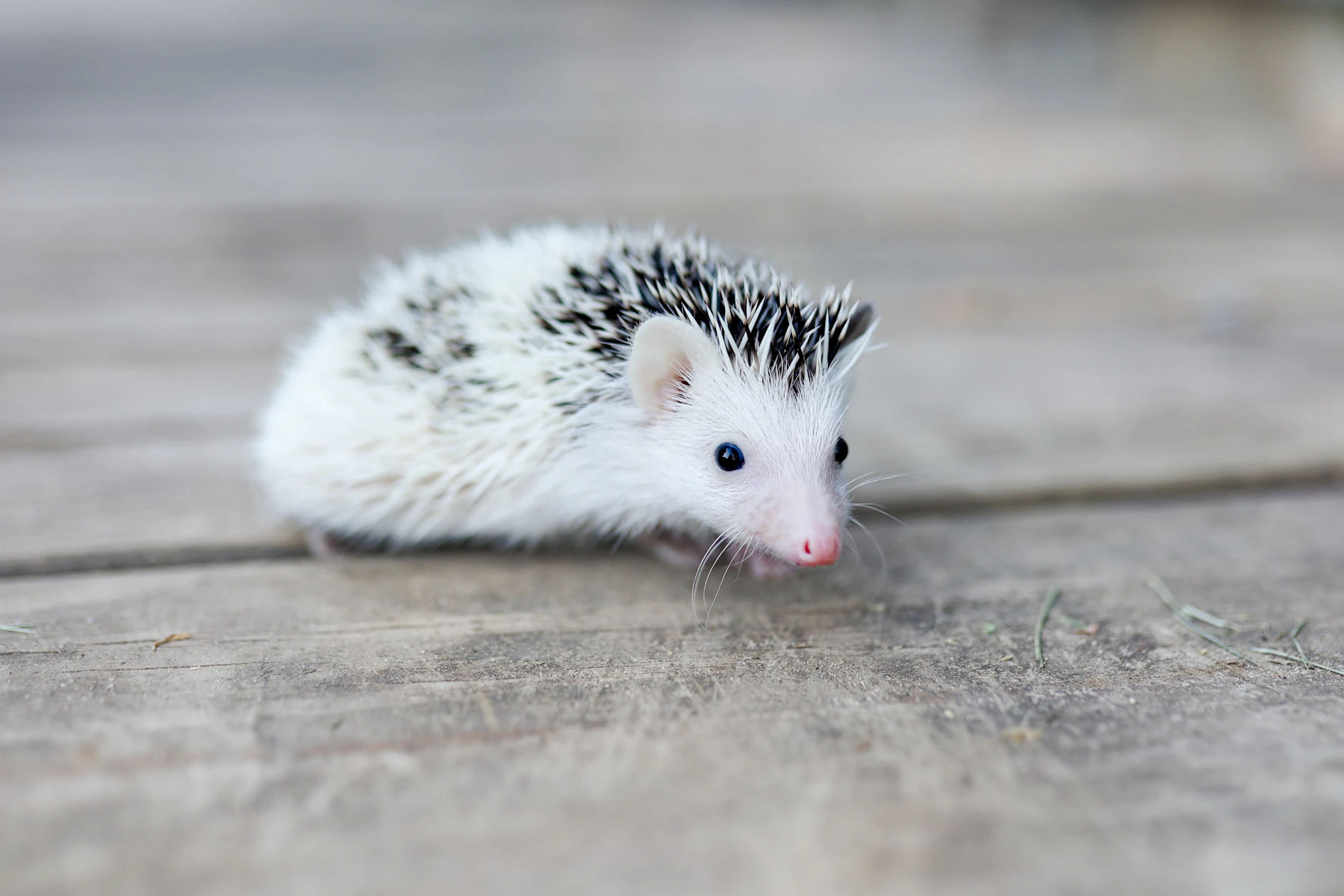 A small white hedgehog with dark-banded quills walking across weathered wooden boards