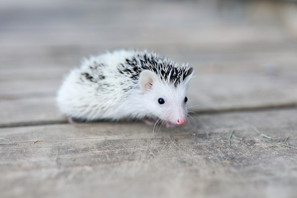 a small white and black hedgehog sitting on a wooden floor
