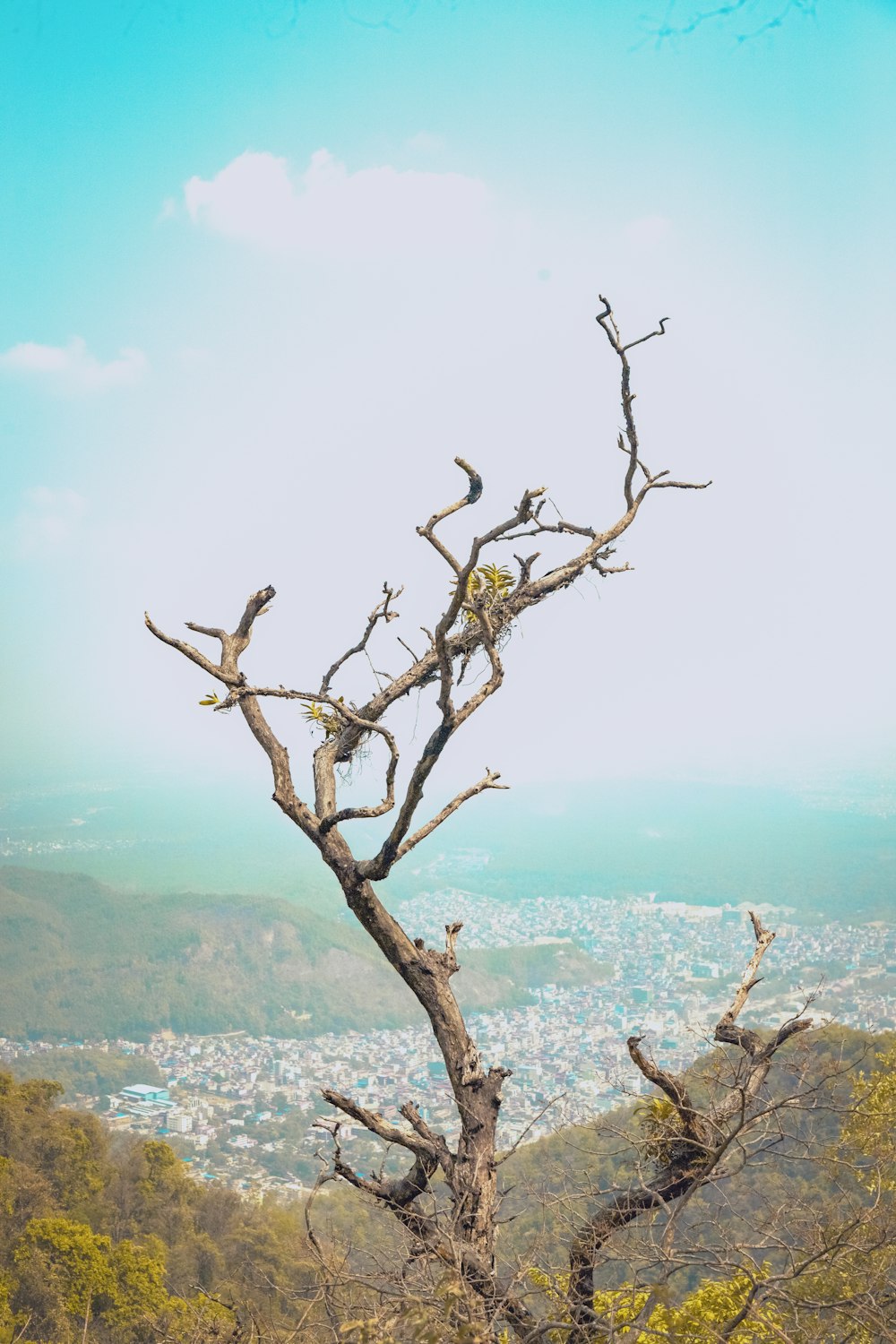 a dead tree with a view of a city in the distance