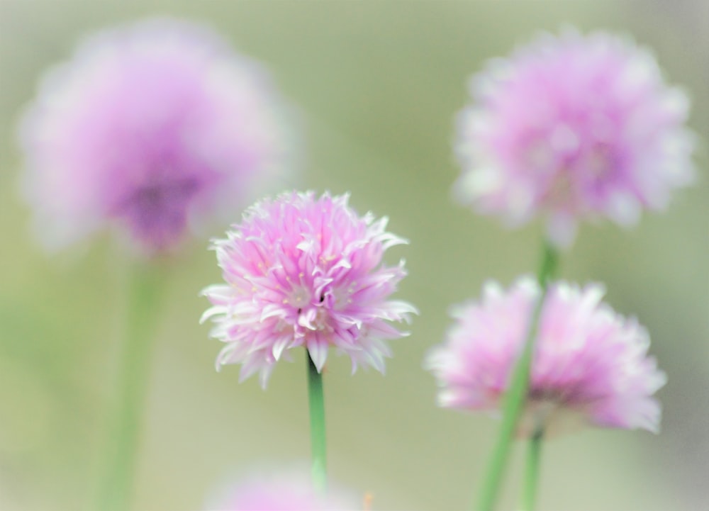 a close up of a bunch of pink flowers