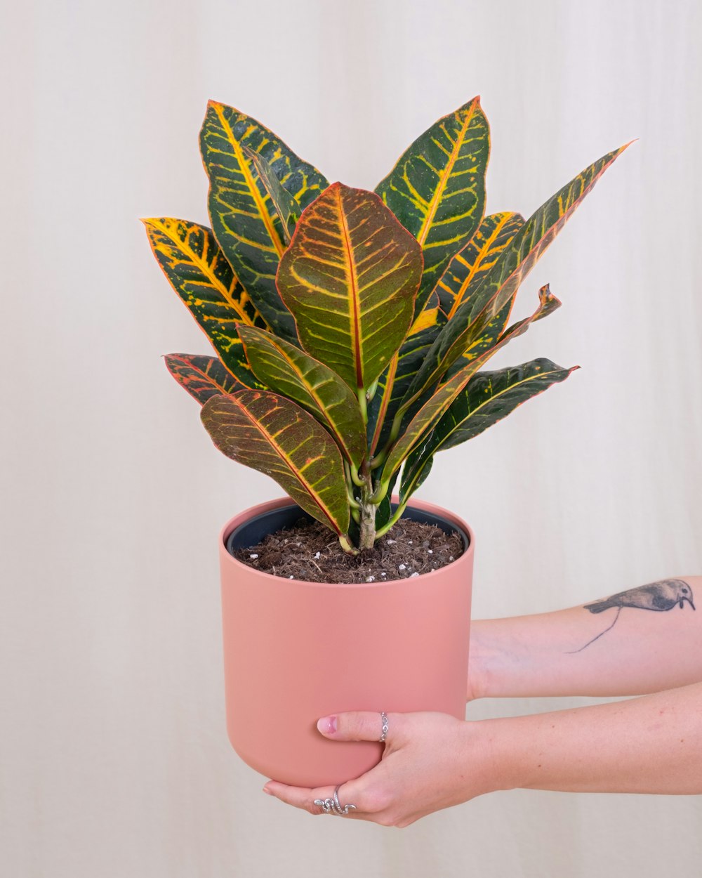 a person holding a potted plant in their hand