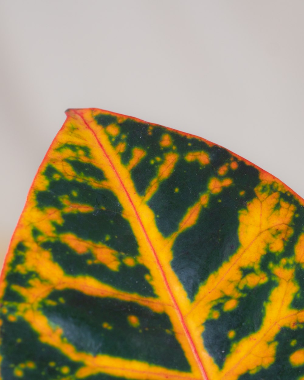 a close up of a green and yellow leaf