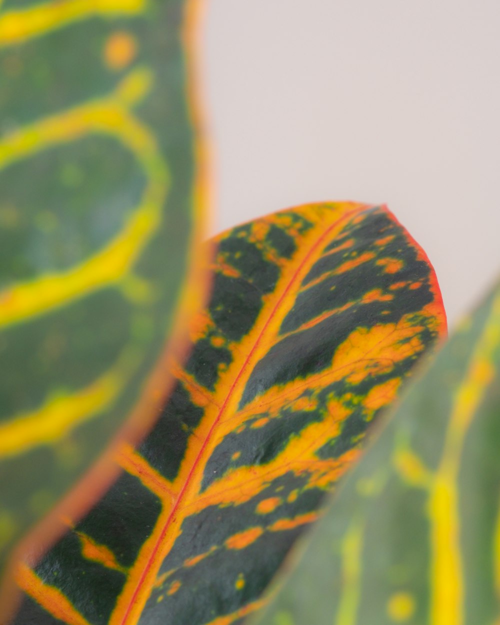 a close up of a green and yellow leaf