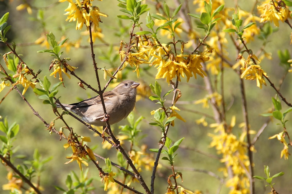 a bird is sitting on a tree branch with yellow flowers