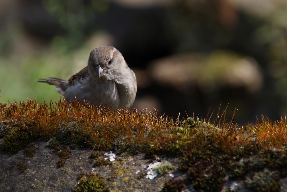 a small bird sitting on top of a moss covered rock