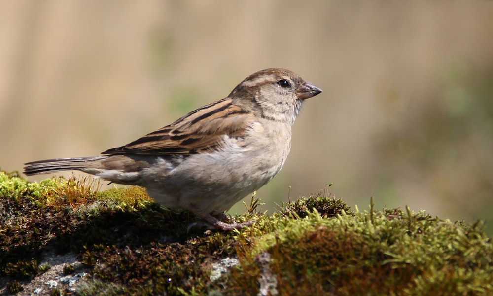 a small bird sitting on top of a moss covered rock