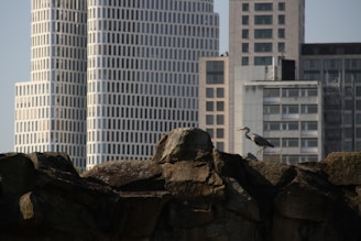Close-up of bird spikes installed along a window sill with a cityscape background.