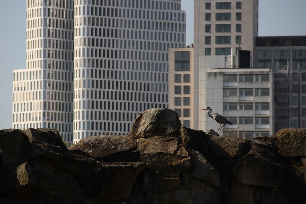 a bird standing on top of a large rock