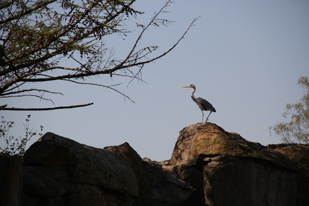 大きな岩の上に立つ鳥
