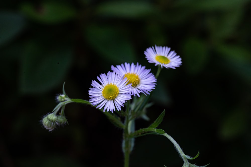 a couple of purple flowers sitting on top of a green plant