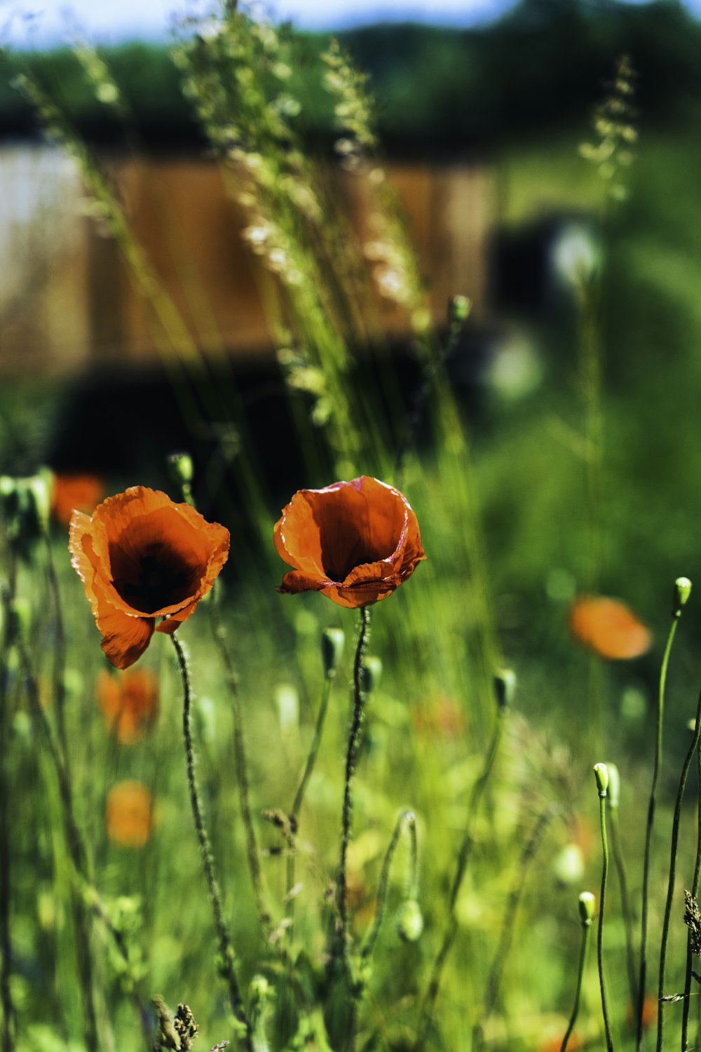 a field of flowers with a truck in the background