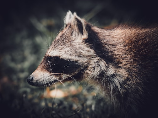 A close-up profile of a raccoon with its distinctive black mask markings around the eyes. The animal's fur is detailed, showing the texture and mix of brown and gray shades. The background is blurred, emphasizing the raccoon's features.