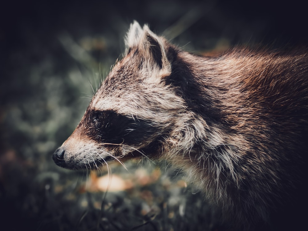 a close up of a raccoon in a field