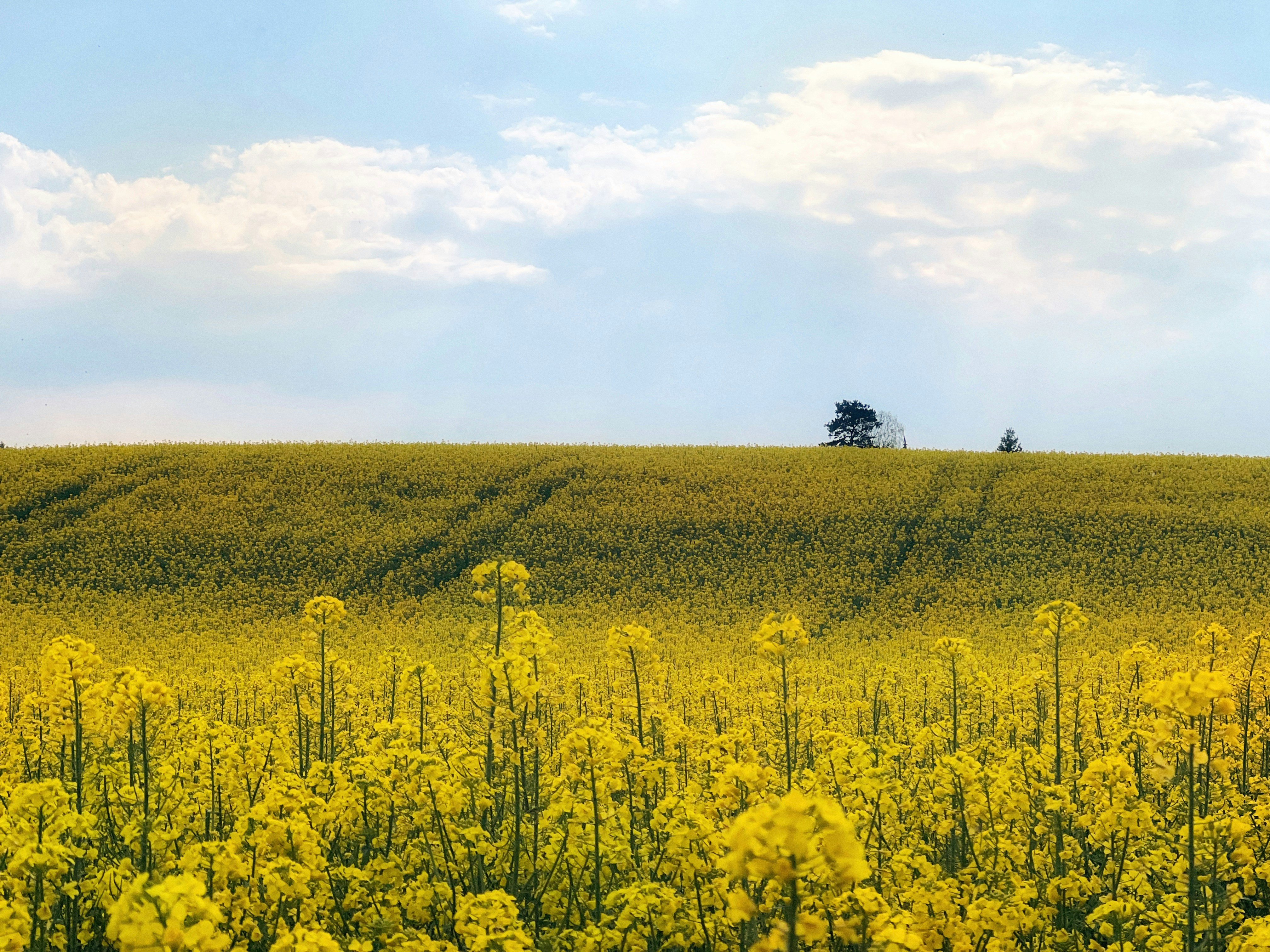 Photo by michaja_sudar