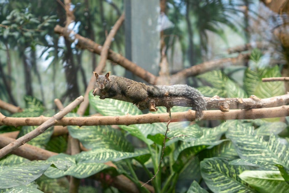 a squirrel is sitting on a branch in a forest