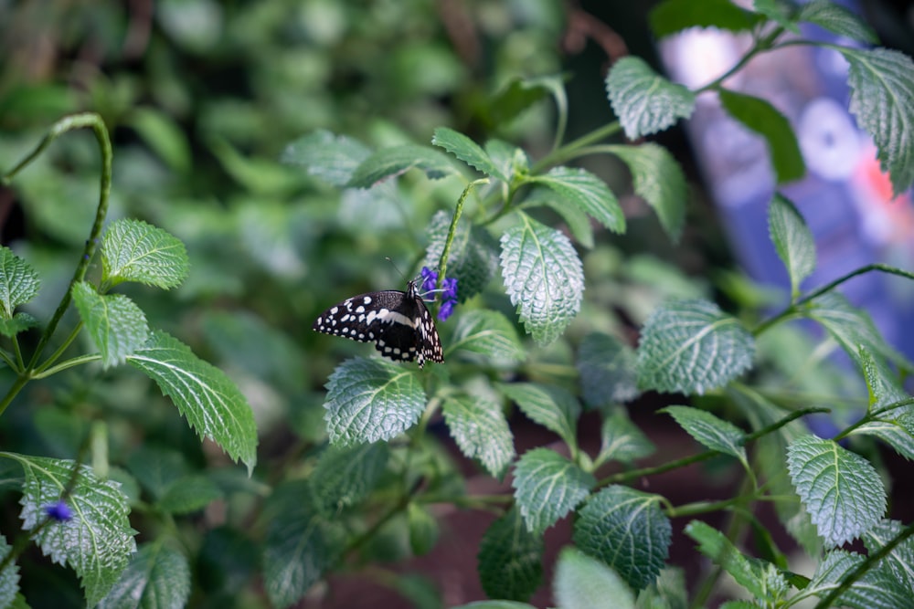 a black and white butterfly sitting on a leafy plant