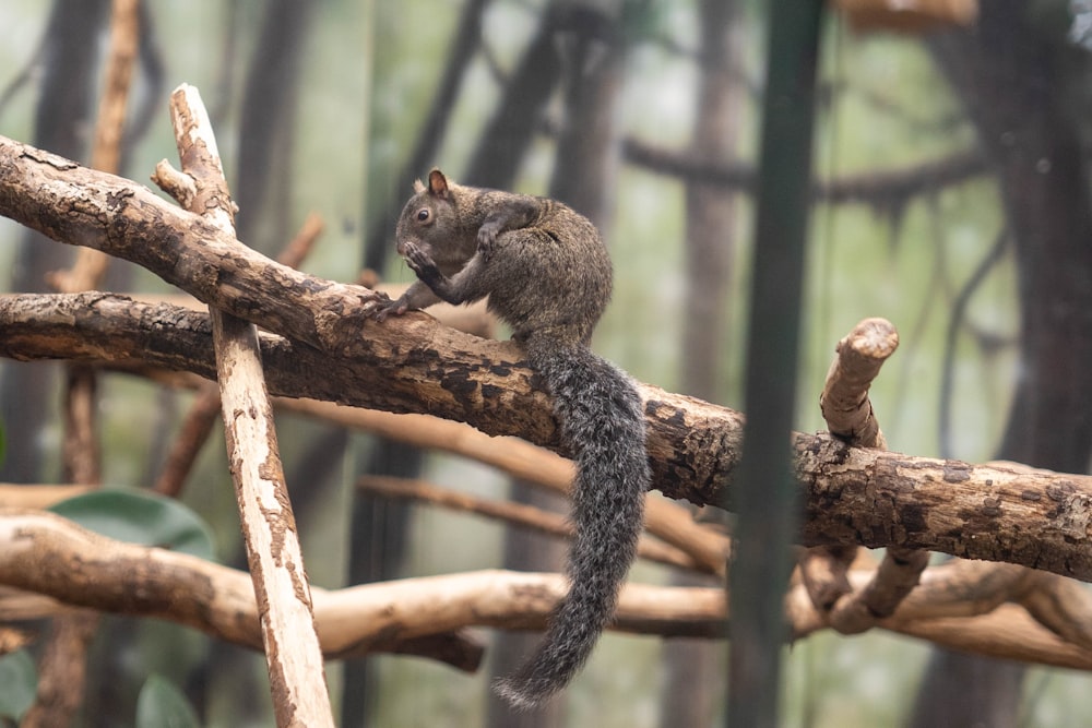 a squirrel is sitting on a tree branch