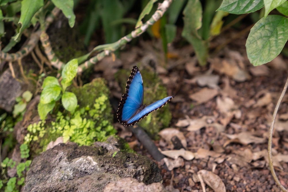 a blue butterfly is sitting on a rock