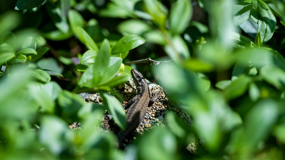 a close up of a lizard in a bush