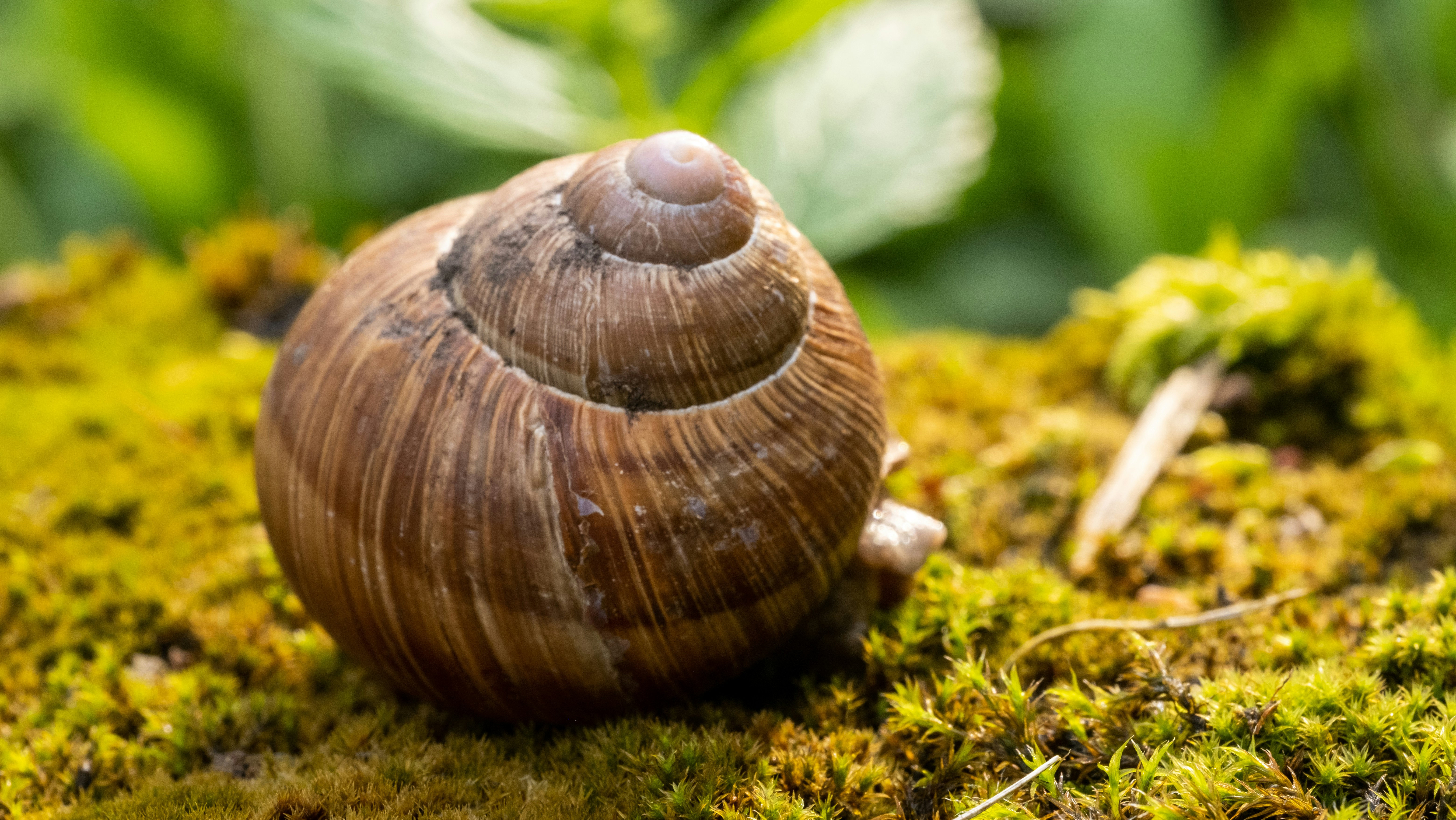 Gros plan d’un escargot sur une surface moussue