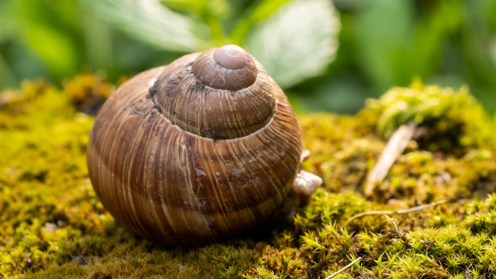 a close up of a snail on a mossy surface