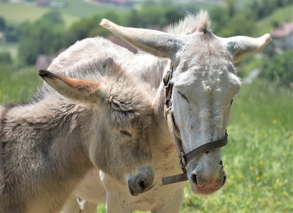a close up of two donkeys in a field