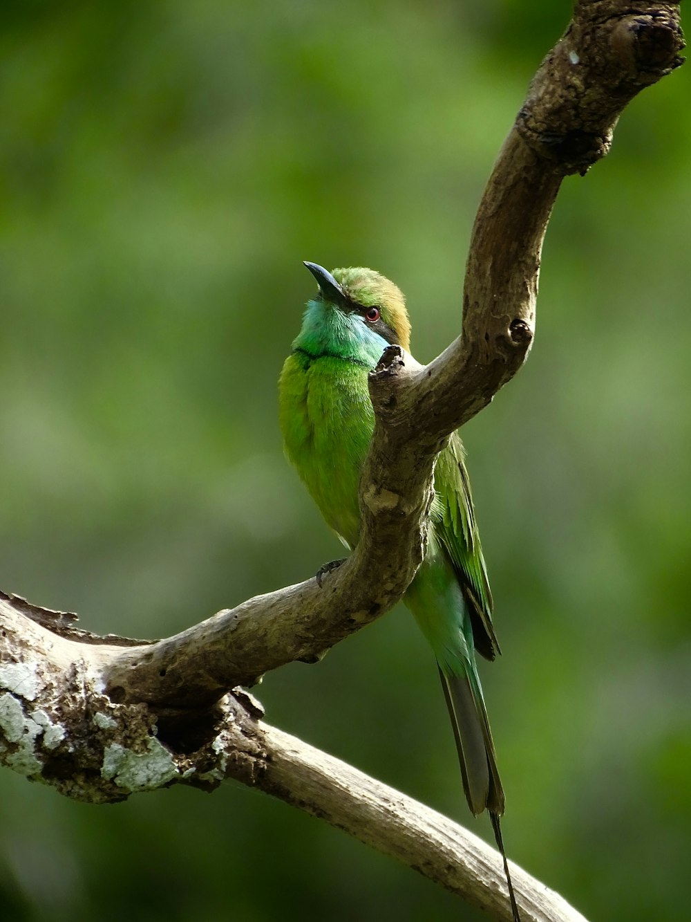 a green bird sitting on a tree branch