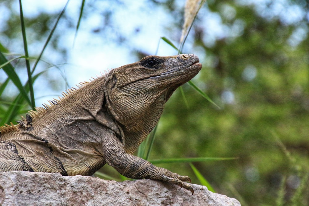 a large lizard sitting on top of a rock