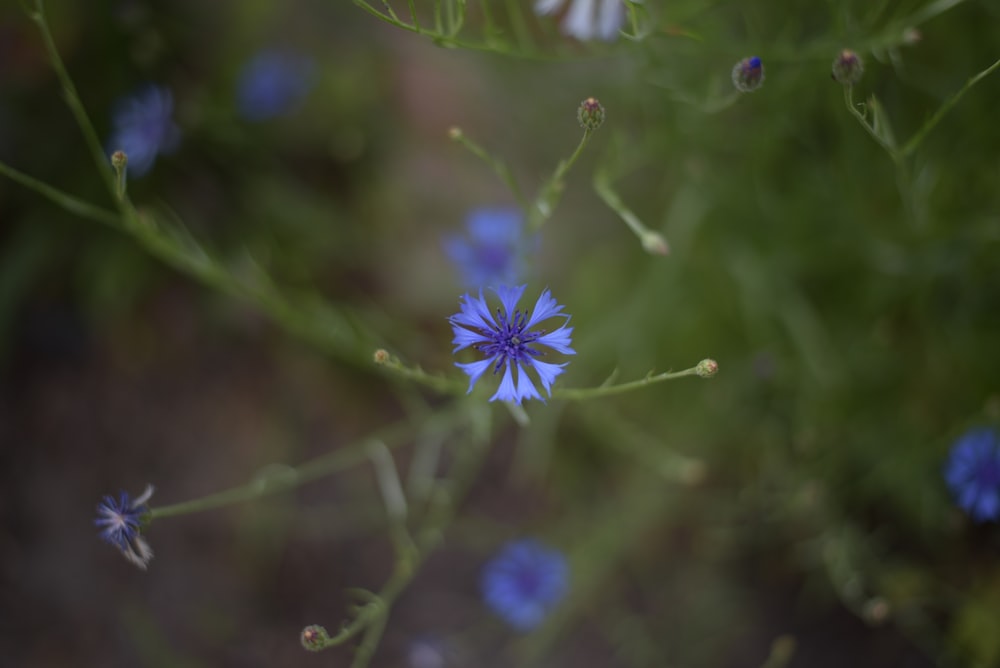 a close up of a small blue flower
