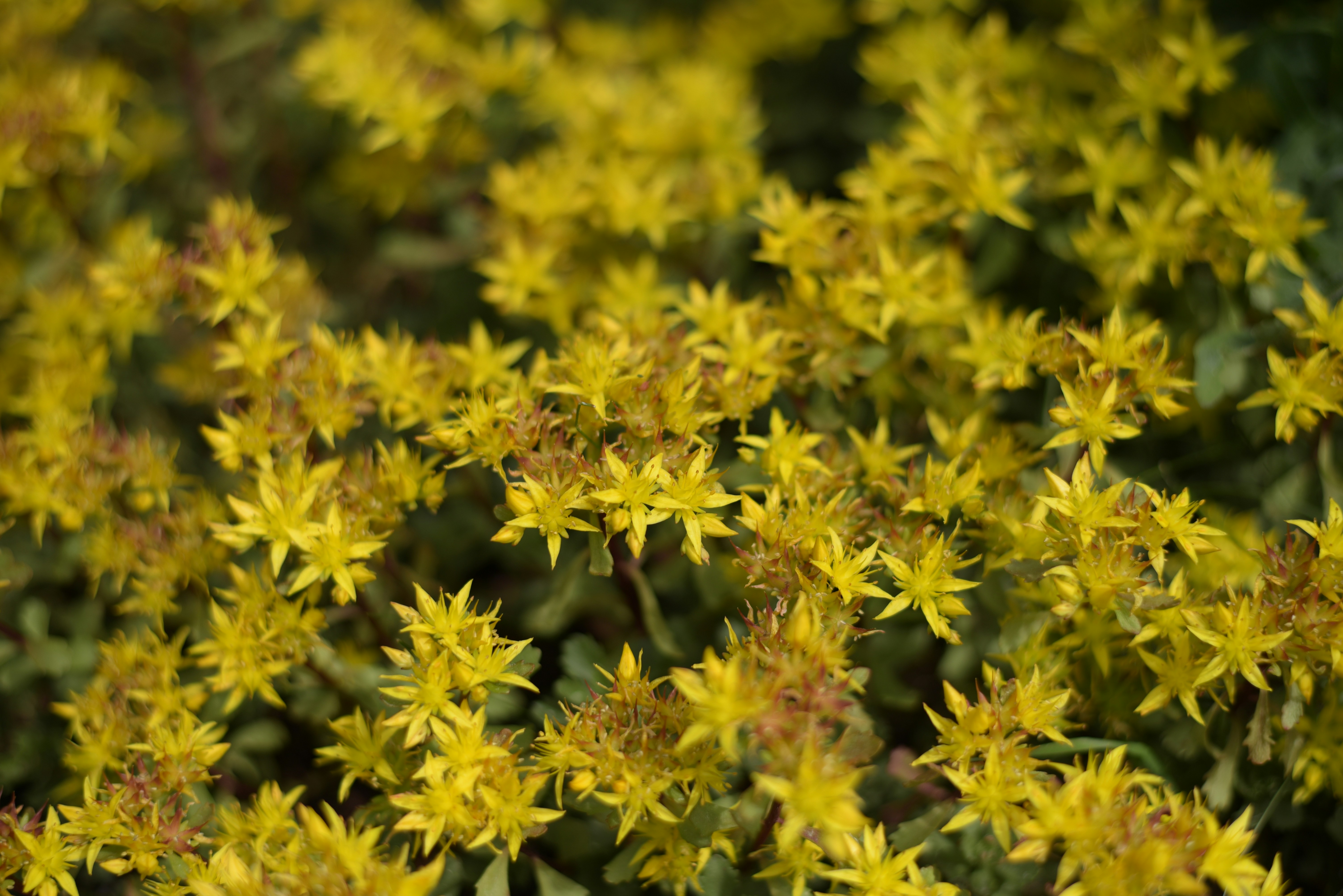 a close up of a bunch of yellow flowers