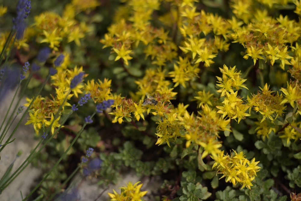 a bunch of yellow flowers that are next to each other