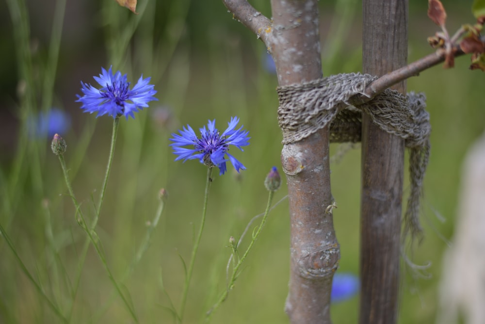 a close up of a bunch of flowers on a tree