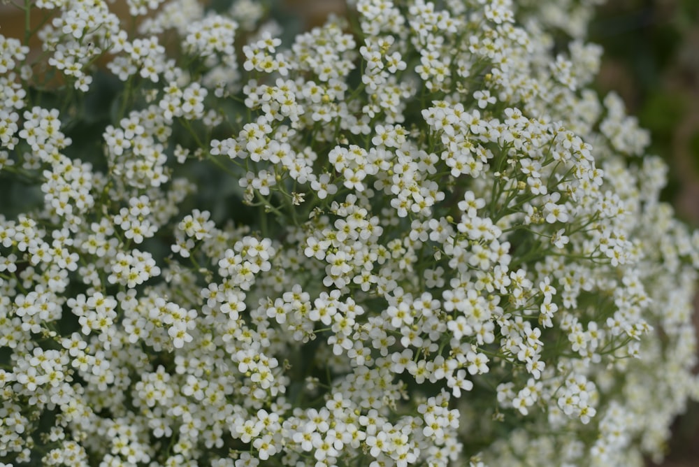 a close up of a bunch of white flowers