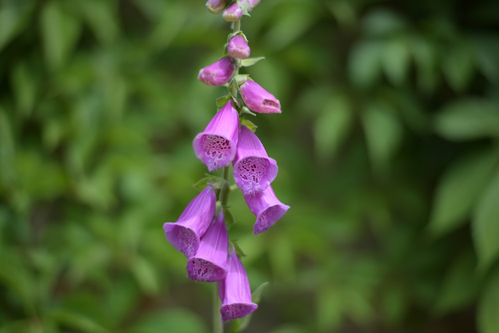 a close up of a purple flower with leaves in the background