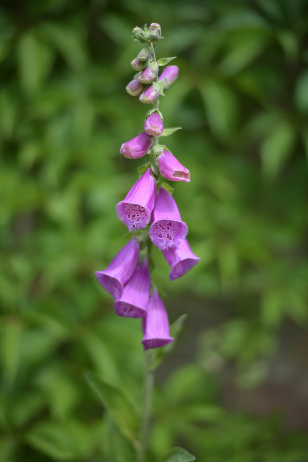 a close up of a purple flower with green leaves in the background