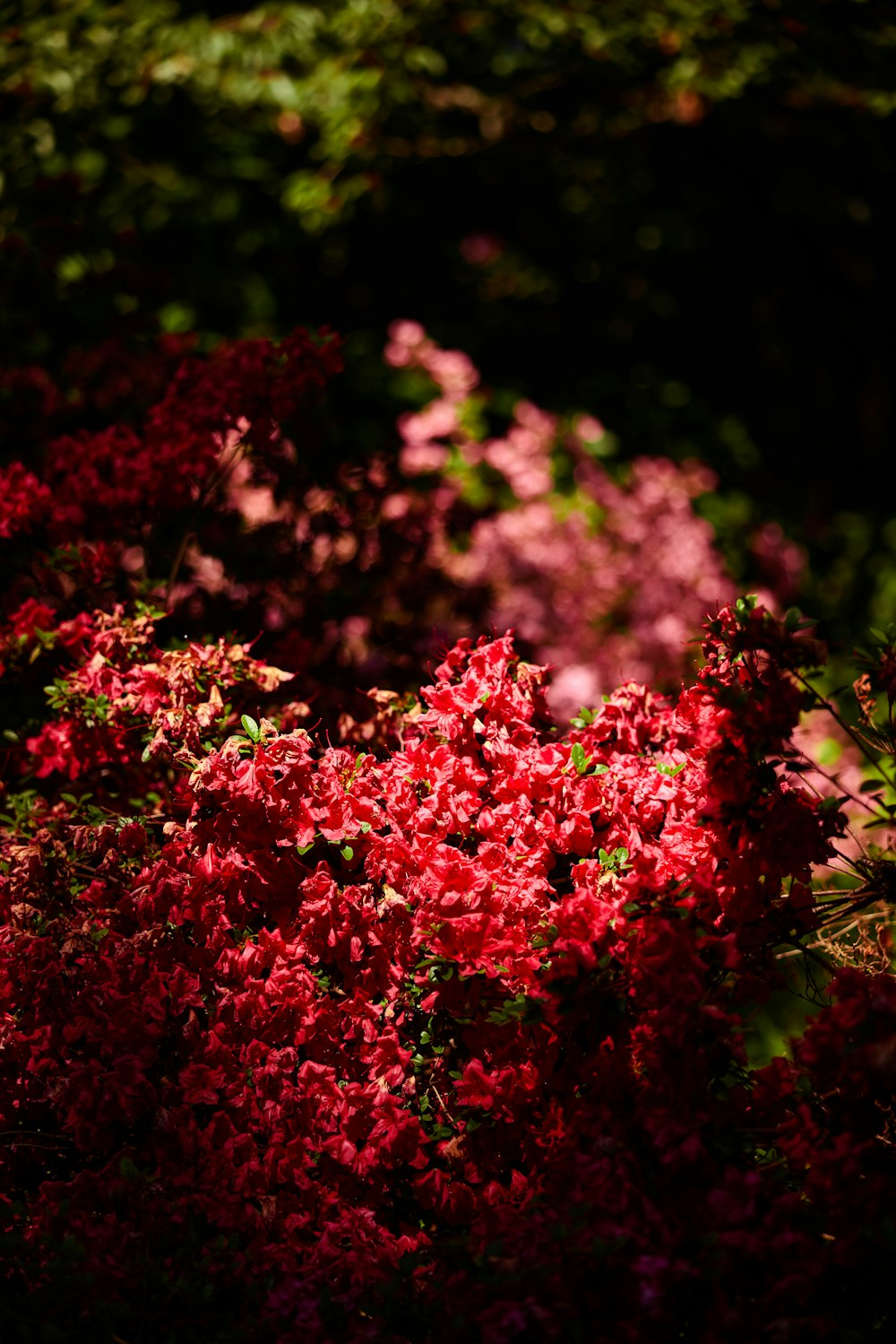 a bunch of red flowers that are in the grass