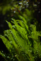 A vibrant green fern basking in soft morning light on a wooden shelf.