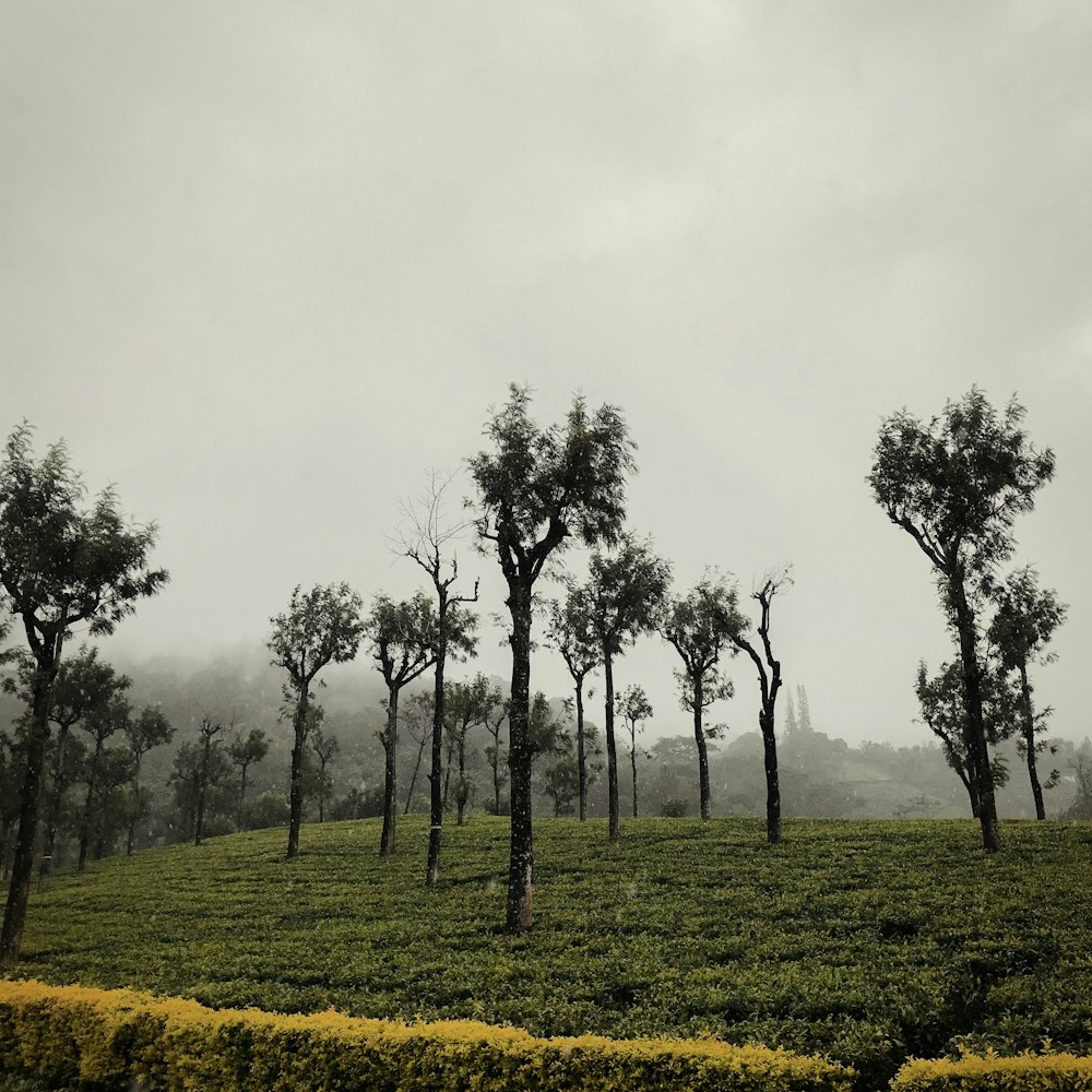 a tea plantation in the middle of a foggy day