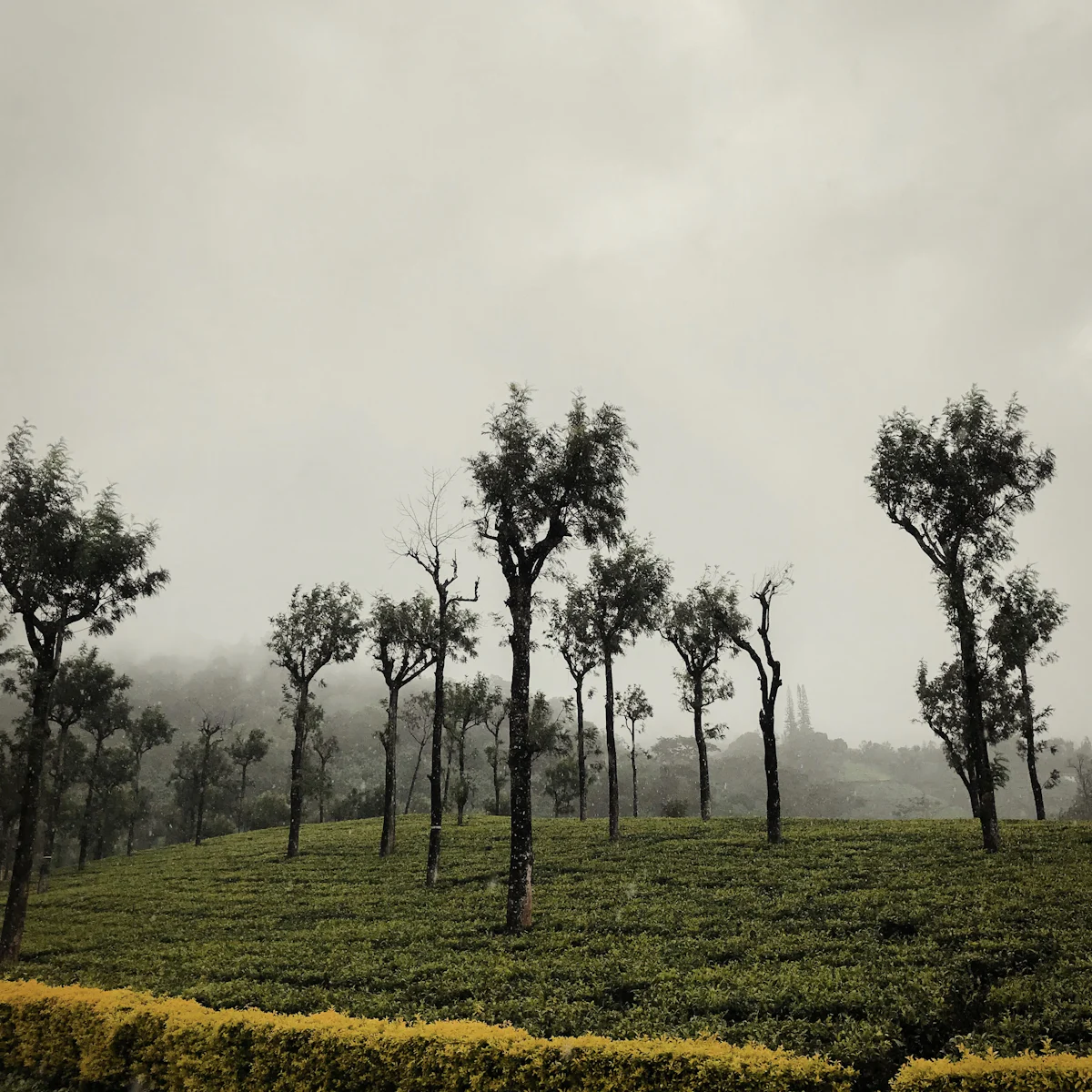 Valparai