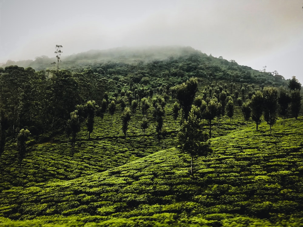 a lush green hillside covered in lots of trees