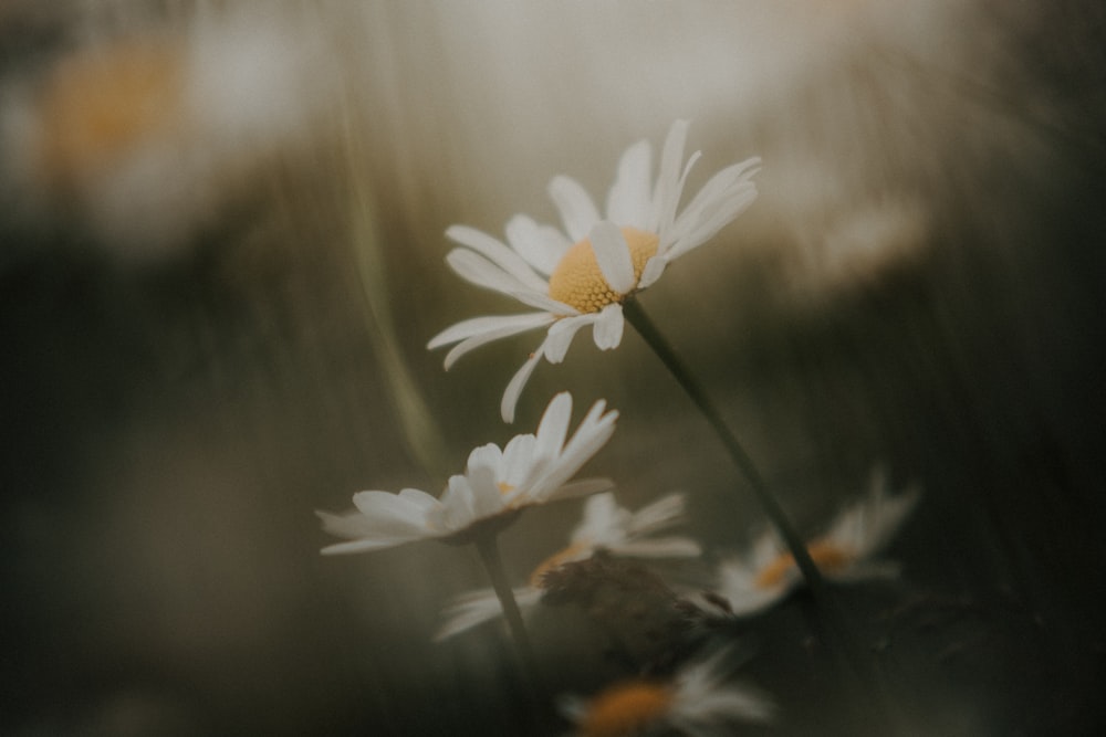 a blurry photo of daisies in a field