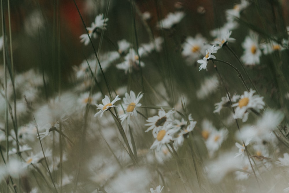 a bunch of daisies that are in the grass