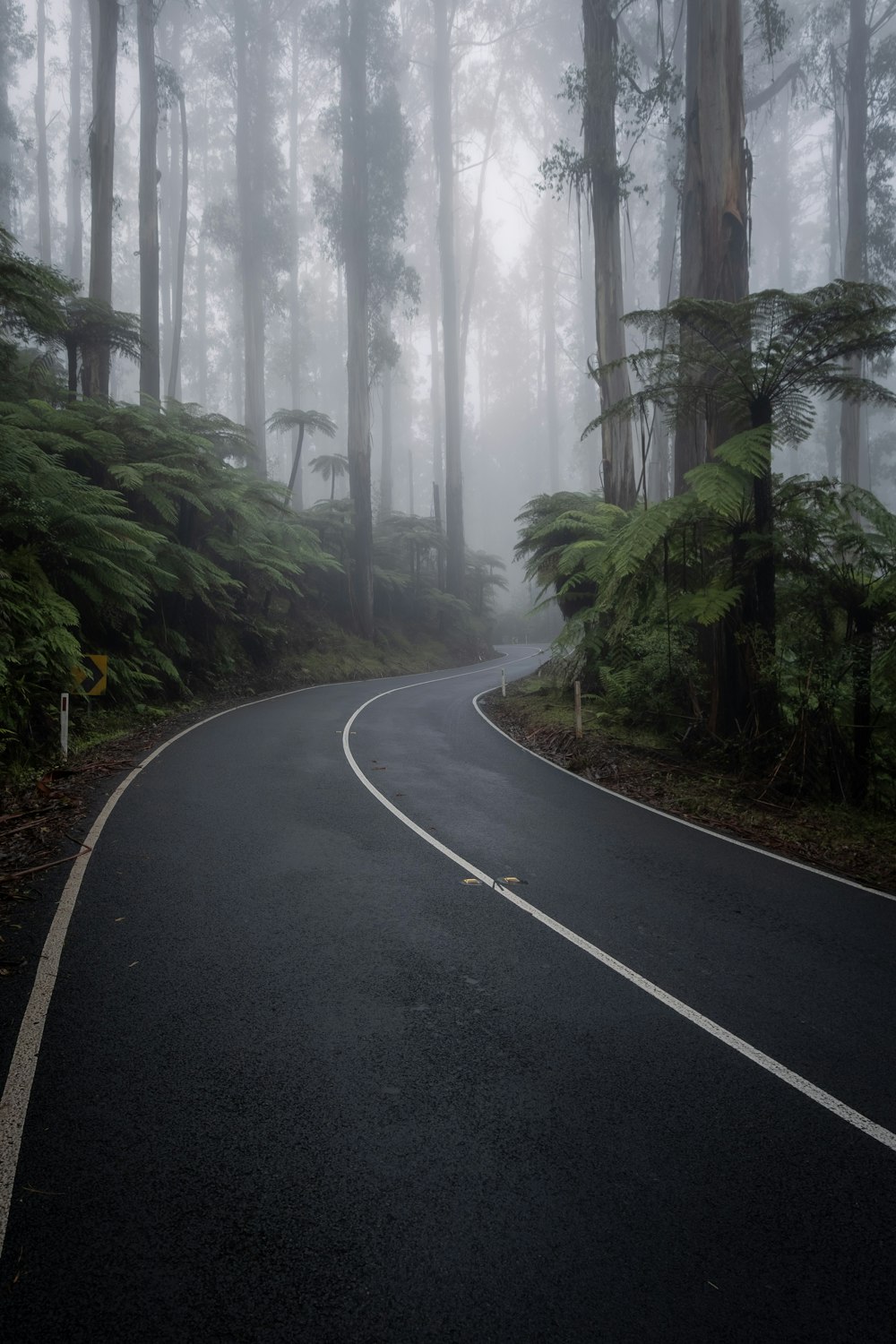 Un camino sinuoso en medio de un bosque