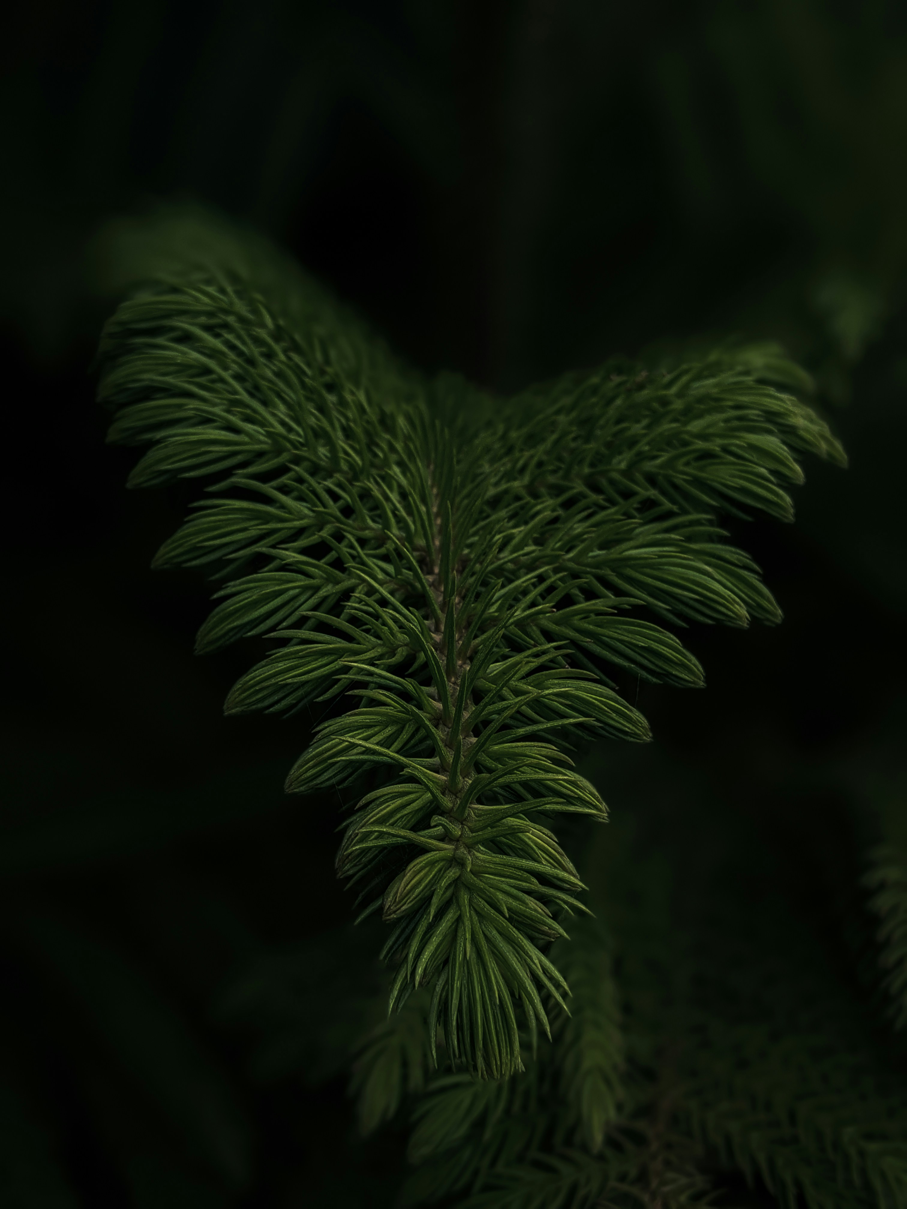 Photo by farah_gallery