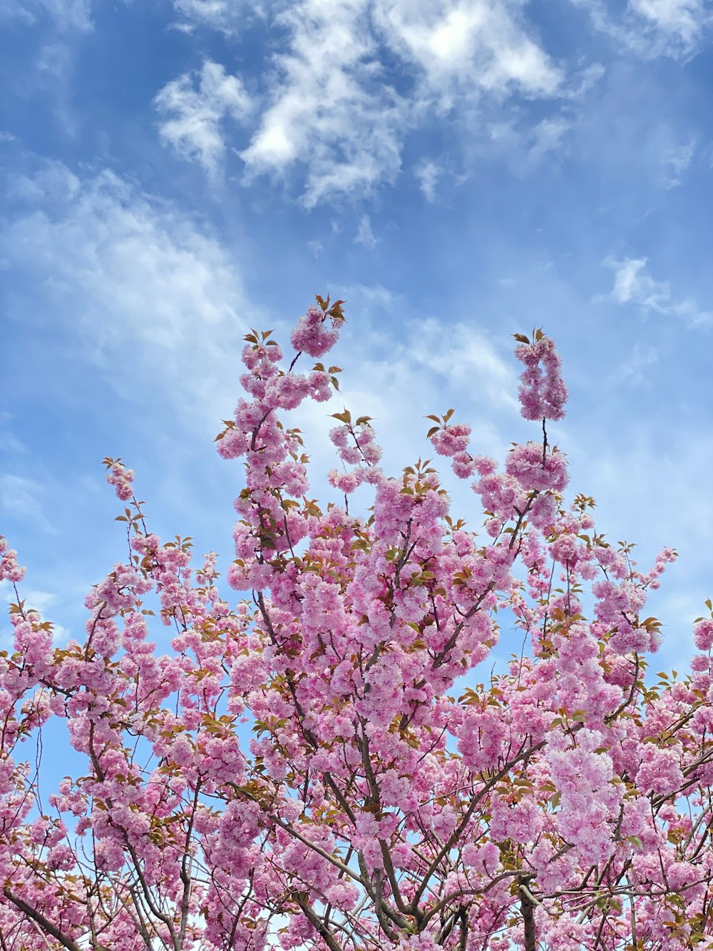 a pink tree with lots of pink flowers in front of a blue sky