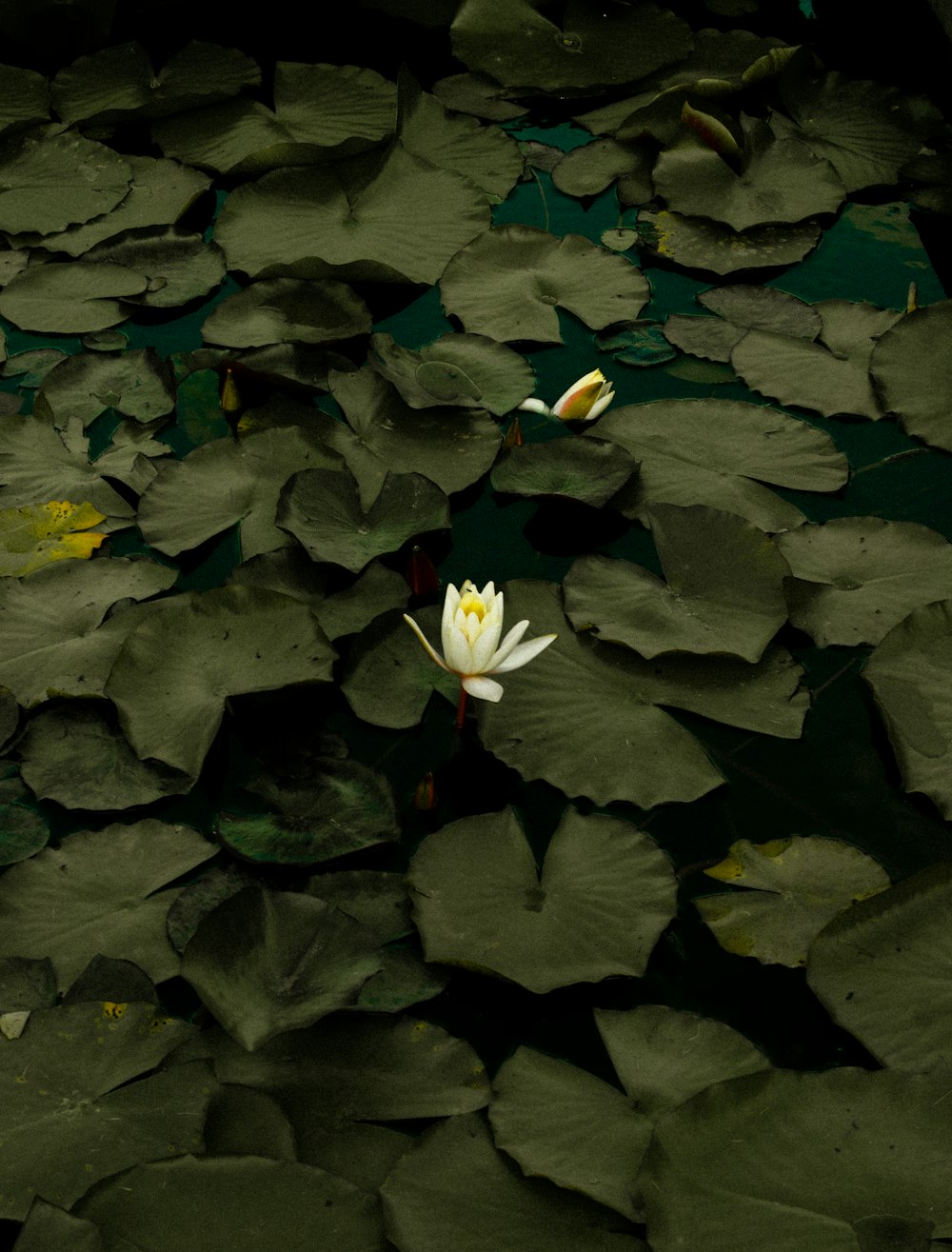 a white flower floating on top of a pond of water