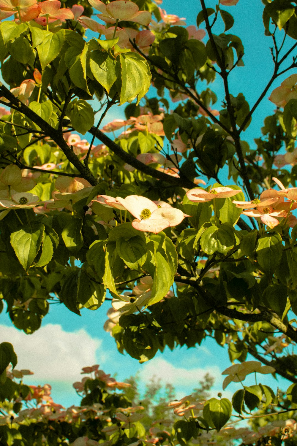 the leaves of a tree with a blue sky in the background