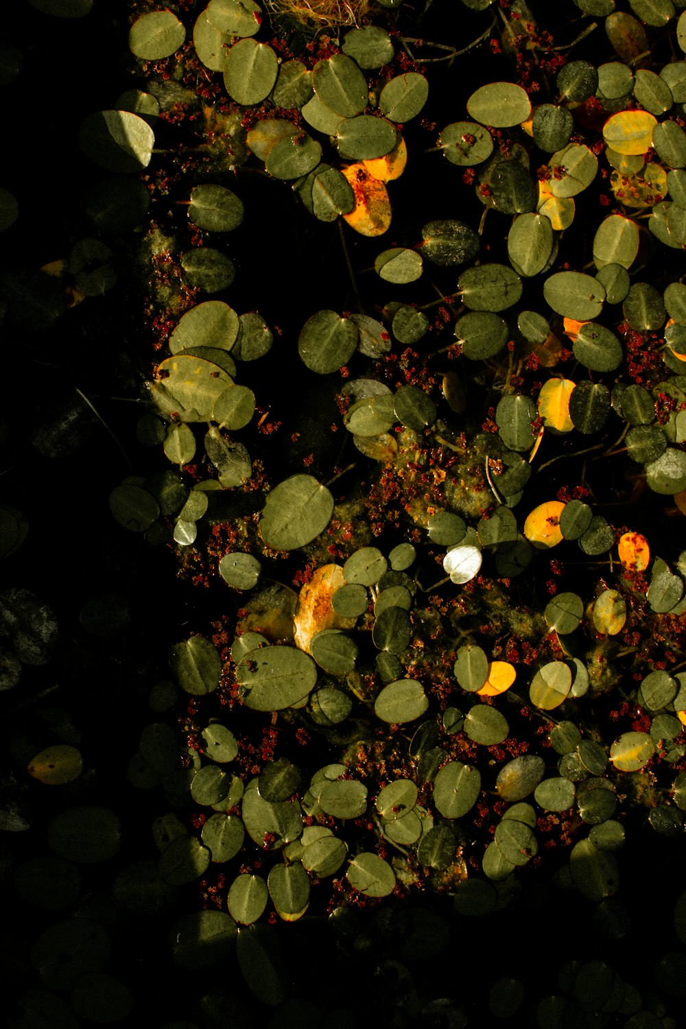 a pond filled with lots of green plants