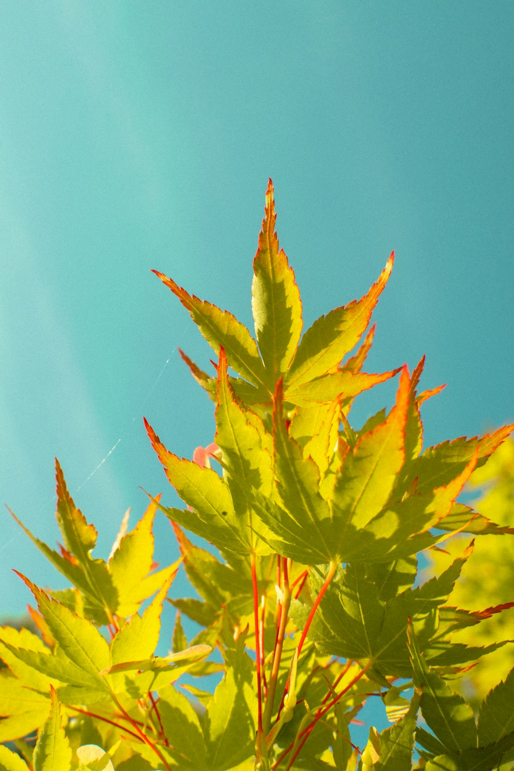 a close up of a leafy plant with a blue sky in the background