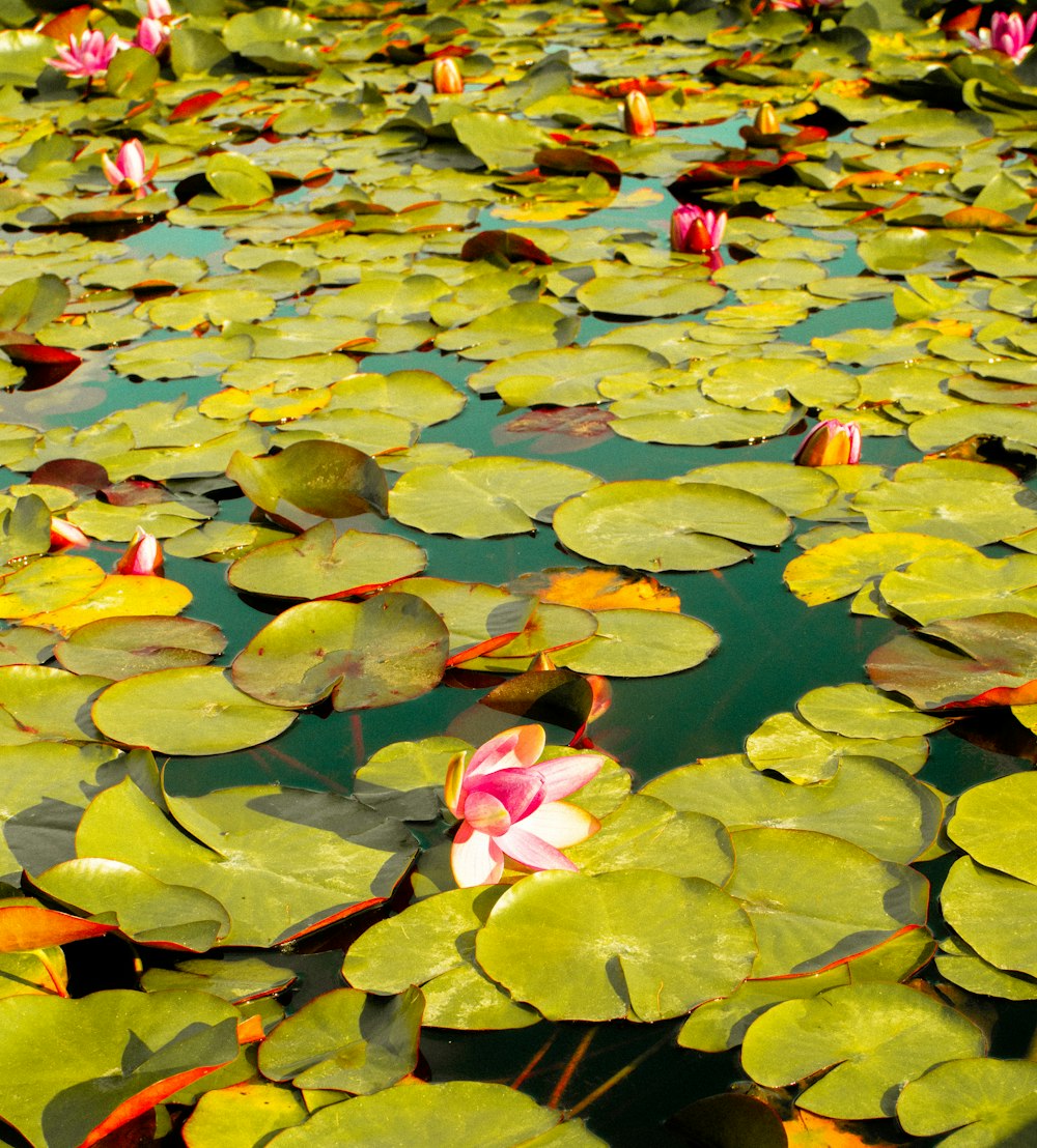 a pond filled with lots of water lilies